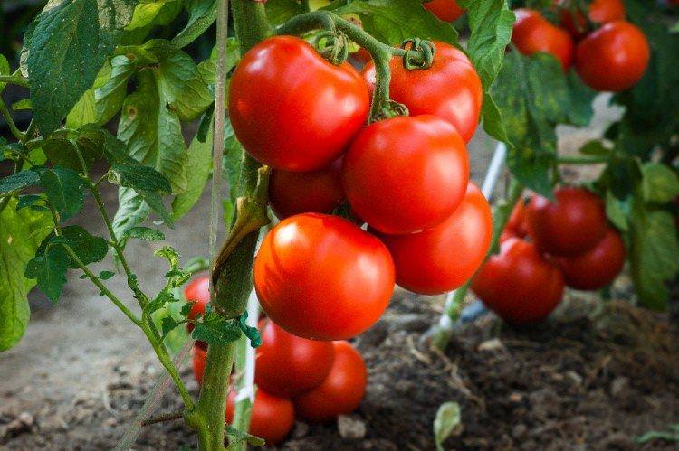 Андромеда - найвищі врожайні сорти томатів для Підмосков'я