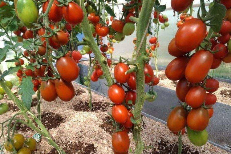 Де Барао - Найвищі врожайні сорти томатів для Підмосков'я