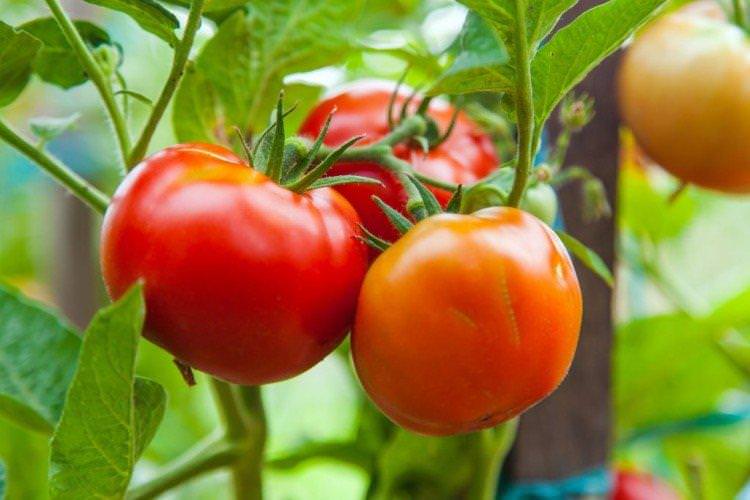 Білий Налив - Ранні сорти томатів для Підмосков'я