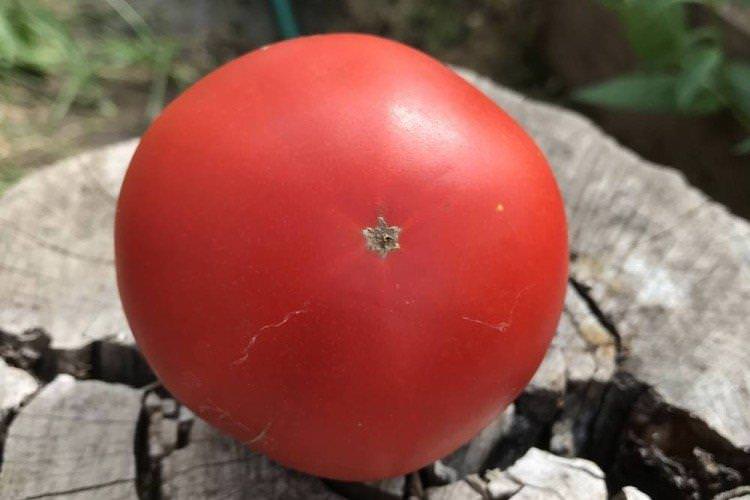 Есфігмен - Ранні сорти томатів для Підмосков'я
