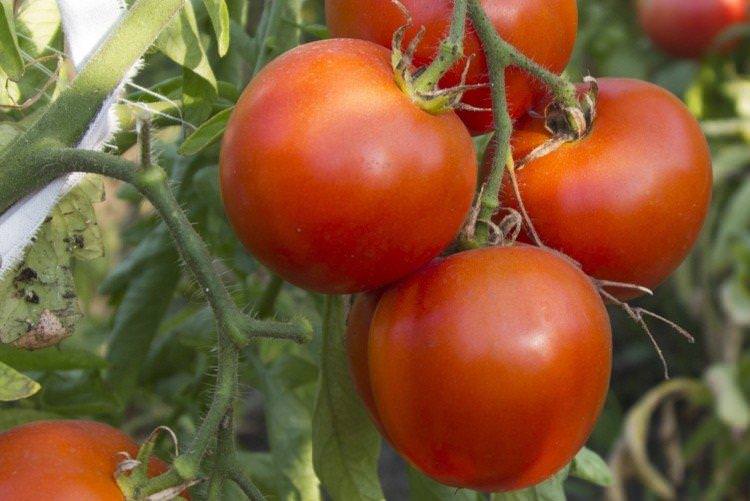 Тайлер - Ранні сорти томатів для Підмосков'я