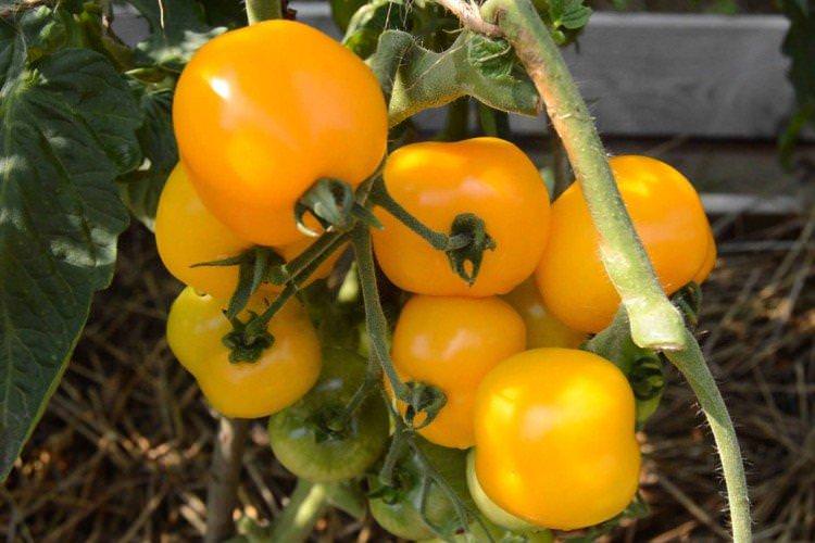 Бурштиновий розсип - Ранні сорти томатів для Підмосков'я