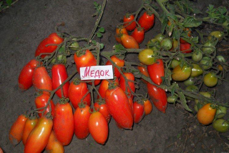 Медок - Ранні сорти томатів для Підмосков'я