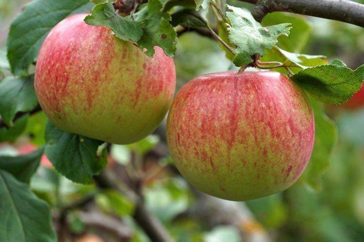 Мантет - Літні сорти яблунь