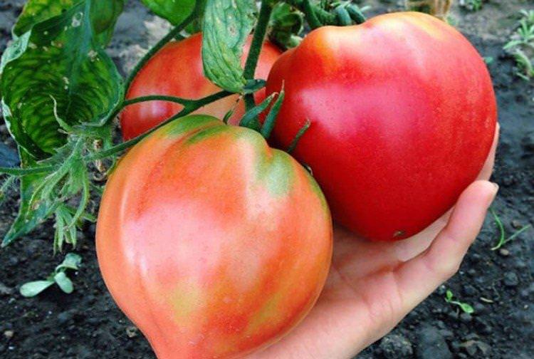 Бичаче серце - Середньостиглі сорти томатів для Підмосков'я