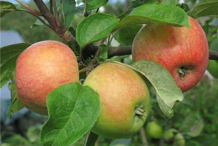 Цукеркове - Літні сорти яблунь