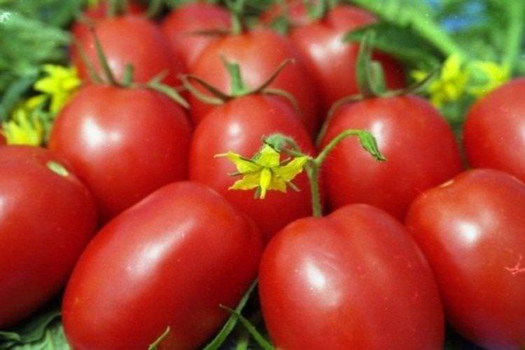 Фітоус - Середньостиглі сорти томатів для Підмосков'я