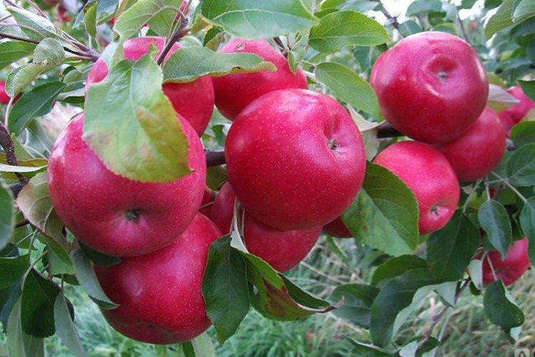 Червоне раннє - Літні сорти яблунь