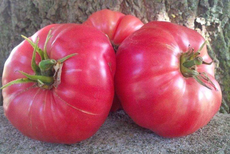 Цукровий бізон - Середньостиглі сорти томатів для Підмосков'я