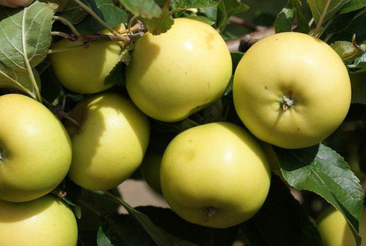 Ананас бержинінку - Осінні сорти яблунь