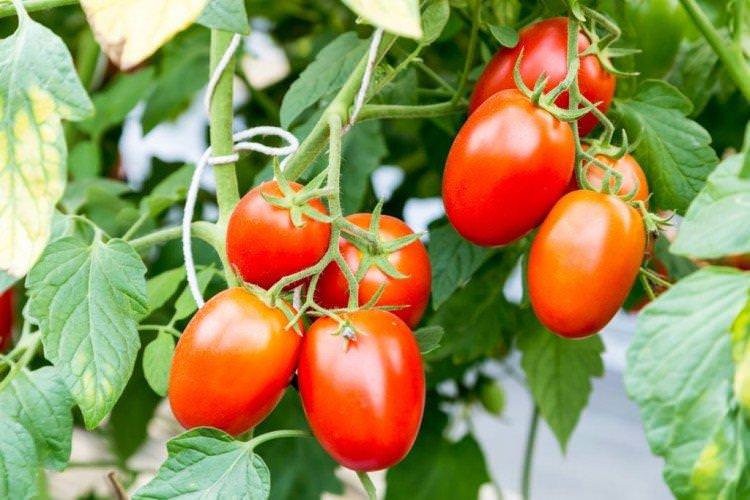 Чіо-чіо-сан - Середньостиглі сорти томатів для Підмосков'я
