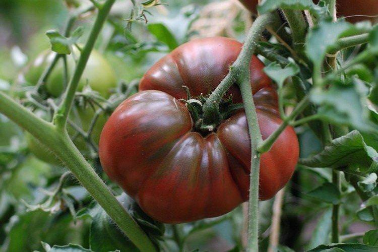 Чорний принц - Середньостиглі сорти томатів для Підмосков'я