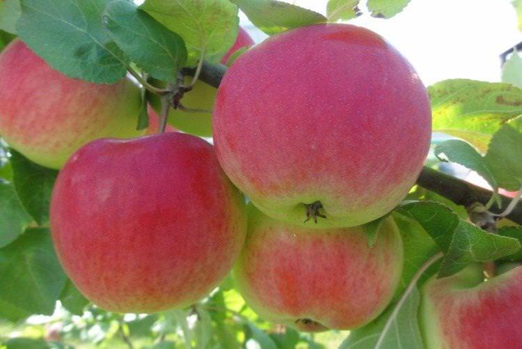 Делікатес - Осінні сорти яблунь