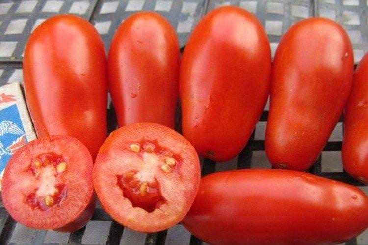 Французький гродневий - Пізні сорти томатів для Підмосков'яПідмосков'я