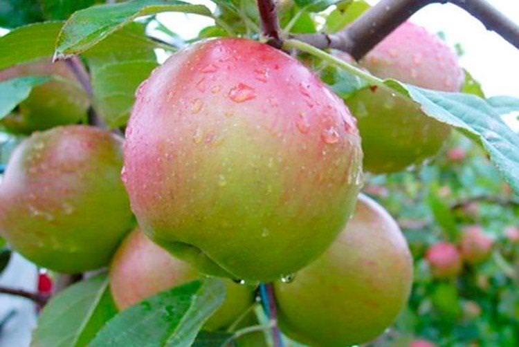 Аніс свердловський - Осінні сорти яблунь