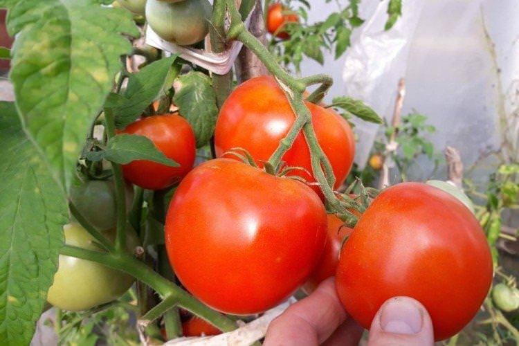 Хороший Краснобай - Пізні сорти томатів для Підмосков'я
