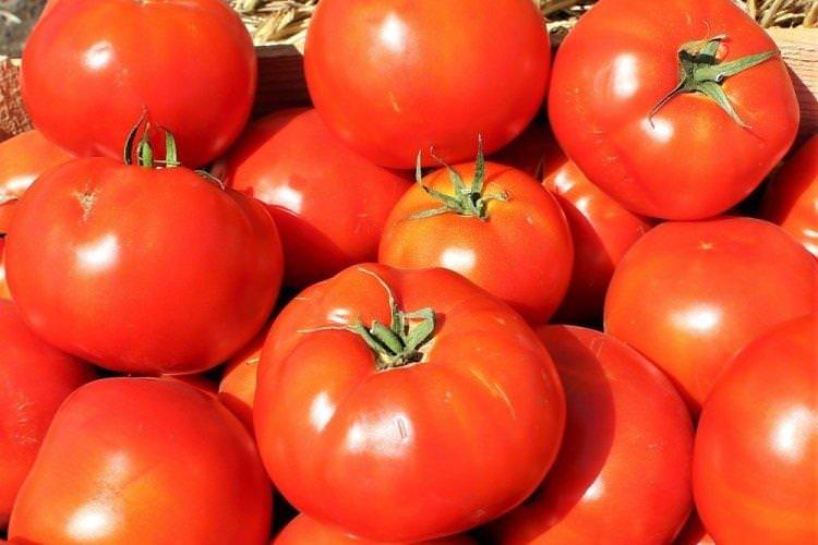 Бобкат - Пізні сорти томатів для Підмосков'я
