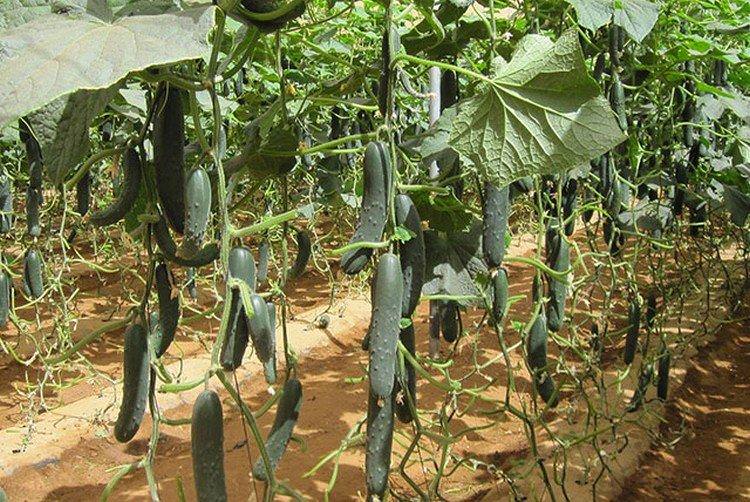 Коринто - найвищі врожайні сорти огірків для Підмосков'я