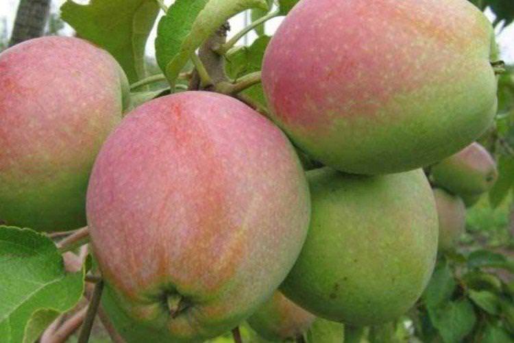 Синап орловський - Зимові сорти яблунь