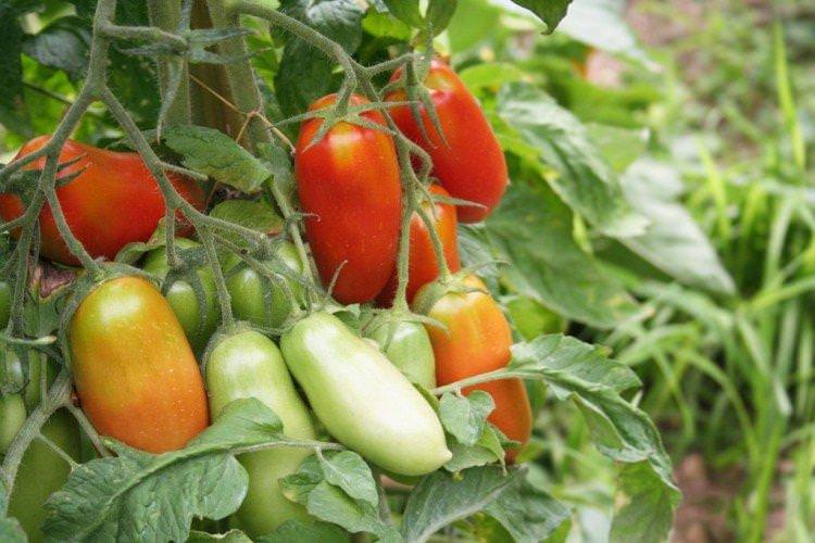 Ракета - Пізні сорти томатів для Підмосков'я