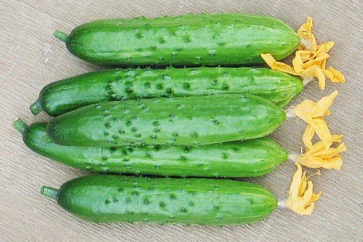 Геркулес - Найвищі врожайні сорти огірків для Підмосков'я