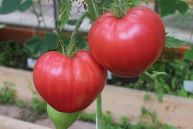 Абаканський - Пізні сорти томатів для Підмосков'я