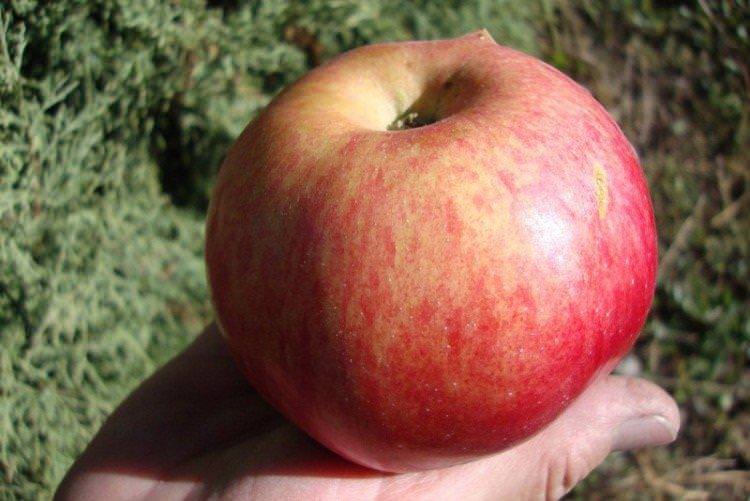 Первінець Ртищова - Зимові сорти яблунь