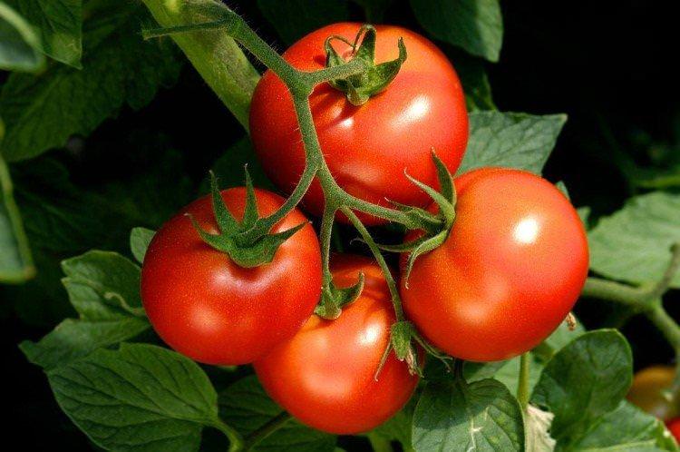 Невський - Низькорослі сорти томатів для Підмосков'я