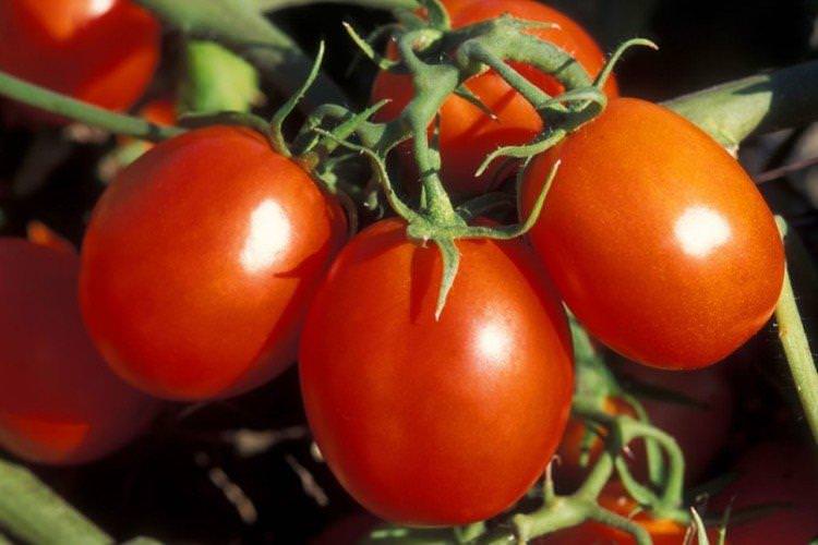 Маруся - Низькорослі сорти томатів для Підмосков'я