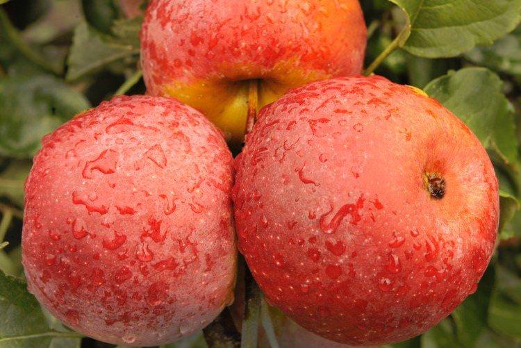Флорина - Червоні сорти яблунь