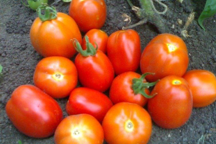 Ладний - Низькорослі сорти томатів для Підмосков'я