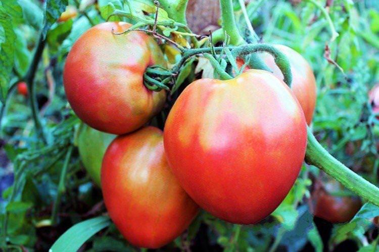 Улюблене свято - Низькорослі сорти томатів для Підмосков'я