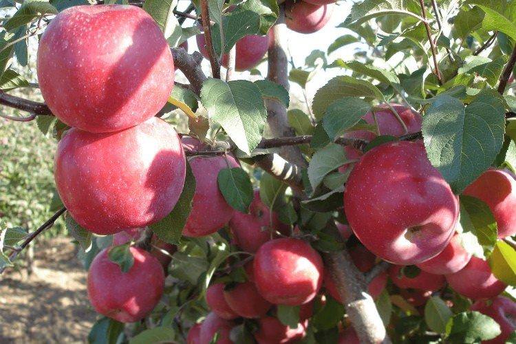 Фуджі - Червоні сорти яблунь