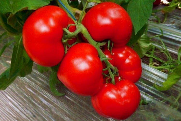 Аксель - Високорослі сорти томатів для Підмосков'я
