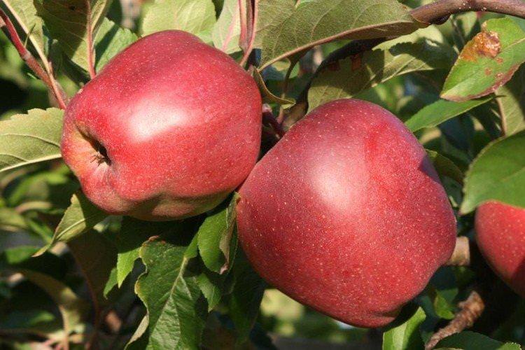 Глостер Йорк - Червоні сорти яблунь