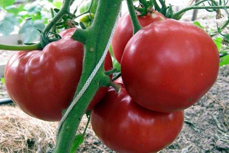 Бабусин секрет - Високорослі сорти томатів для Підмосков'я