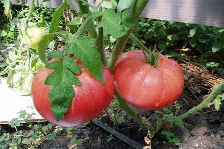 Великий воїн - Високорослі сорти томатів для Підмосков'я