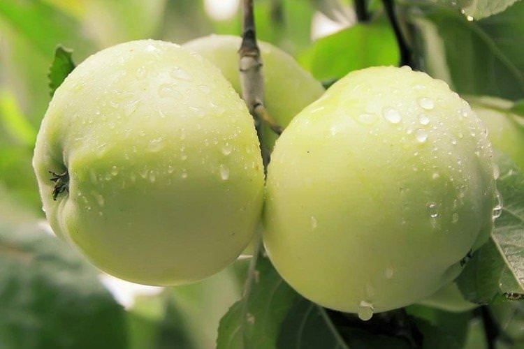 Антонівка - Зелені сорти яблунь