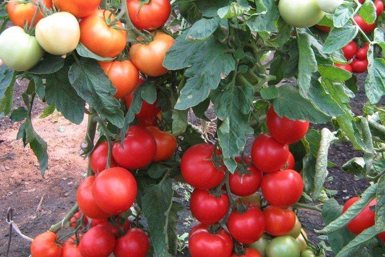 Інтуїція - Високорослі сорти томатів для Підмосков'я