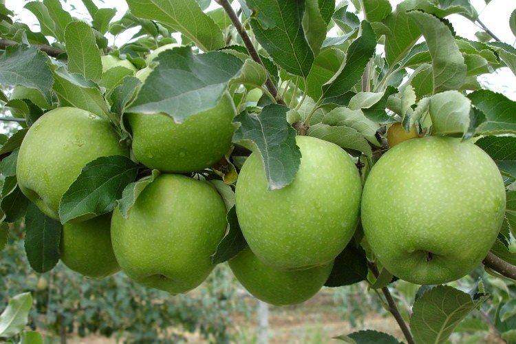 Гренні Сміт - Зелені сорти яблунь