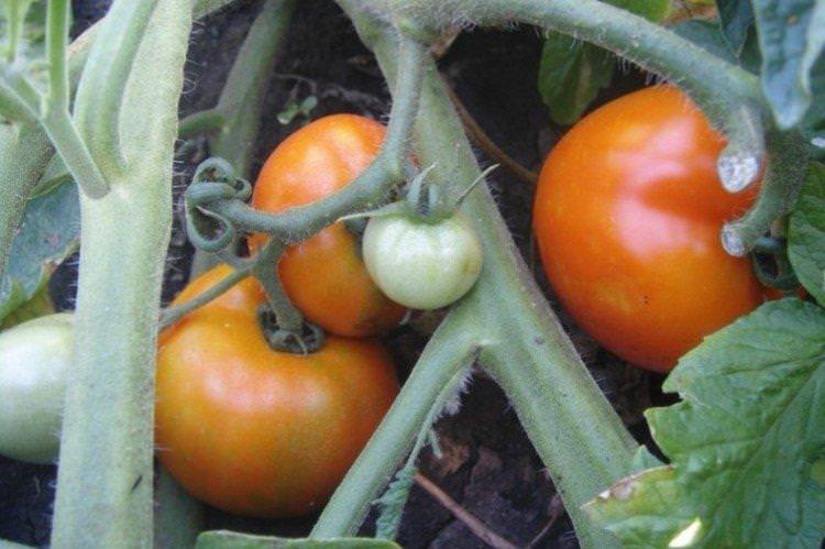 Султан - Найкращі сорти томатів для теплиць у Підмосков'ї