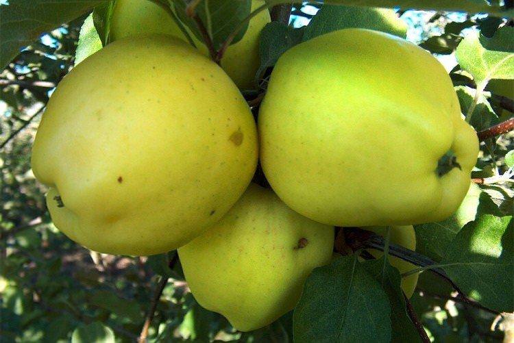 Костелі - Зелені сорти яблунь