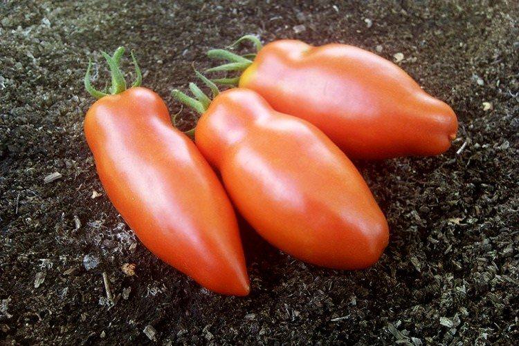 Червоний мустанг - Найкращі сорти томатів для теплиць у Підмосков'ї