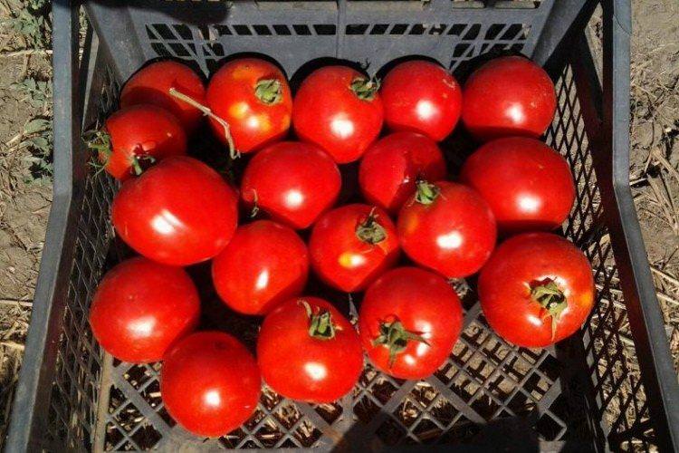 Оленка - Найкращі сорти томатів для теплиць у Підмосков'ї