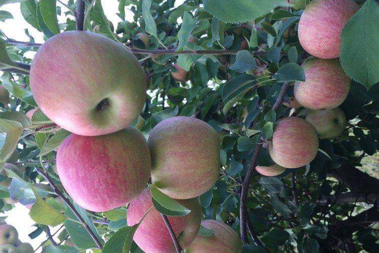Чемпіон - найвищі врожайні сорти яблук
