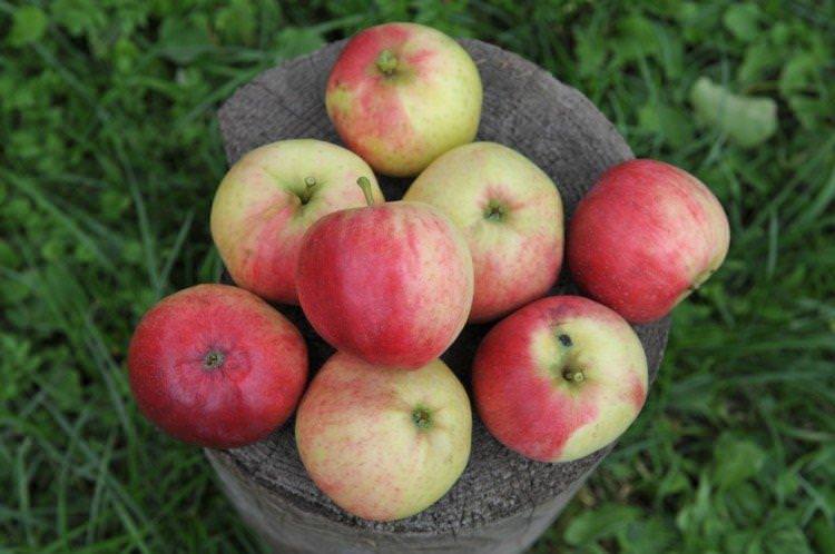 Афродіта - найвищі врожайні сорти яблук
