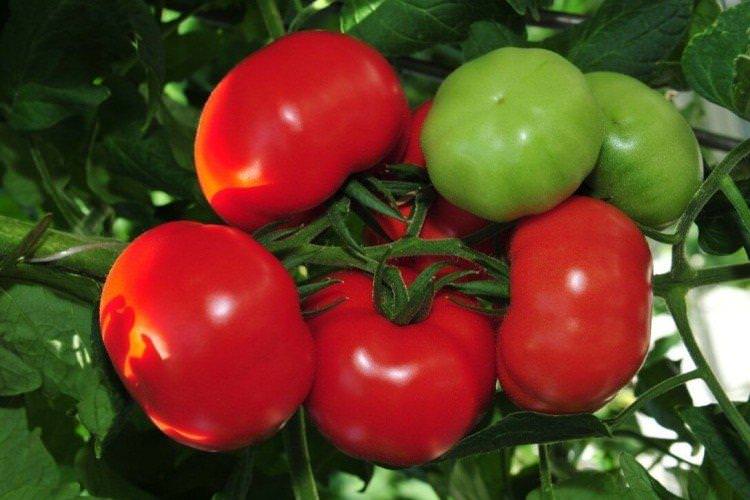 Благовіст - Найкращі сорти томатів для теплиць у Підмосков'ї