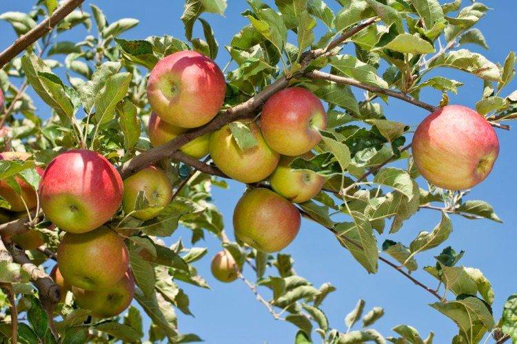 Імрус - найвищі врожайні сорти яблук