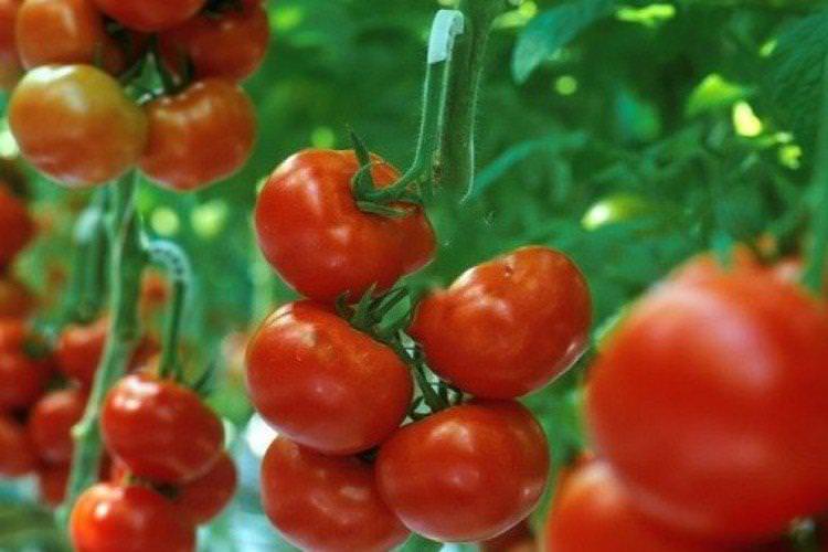 Біатлон - Найкращі сорти томатів для відкритого ґрунту в Підмосков'ї