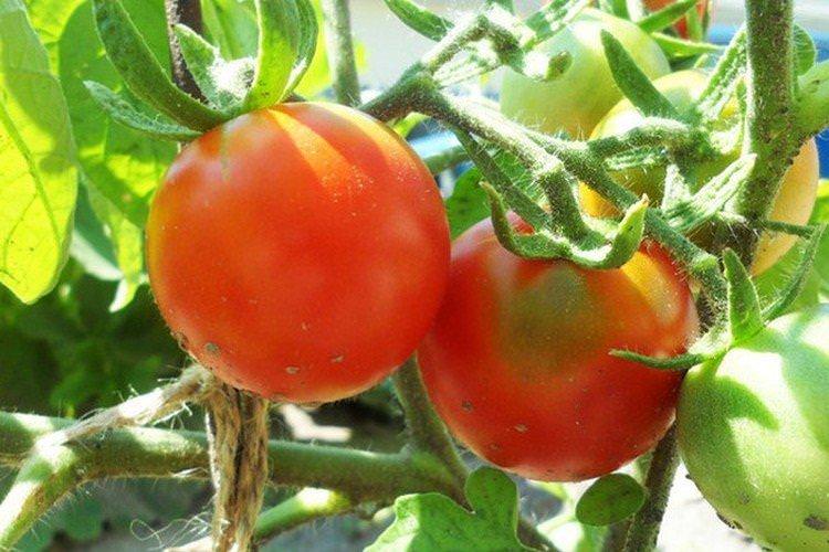 Анжеліка - Найкращі сорти томатів для відкритого ґрунту в Підмосков'ї
